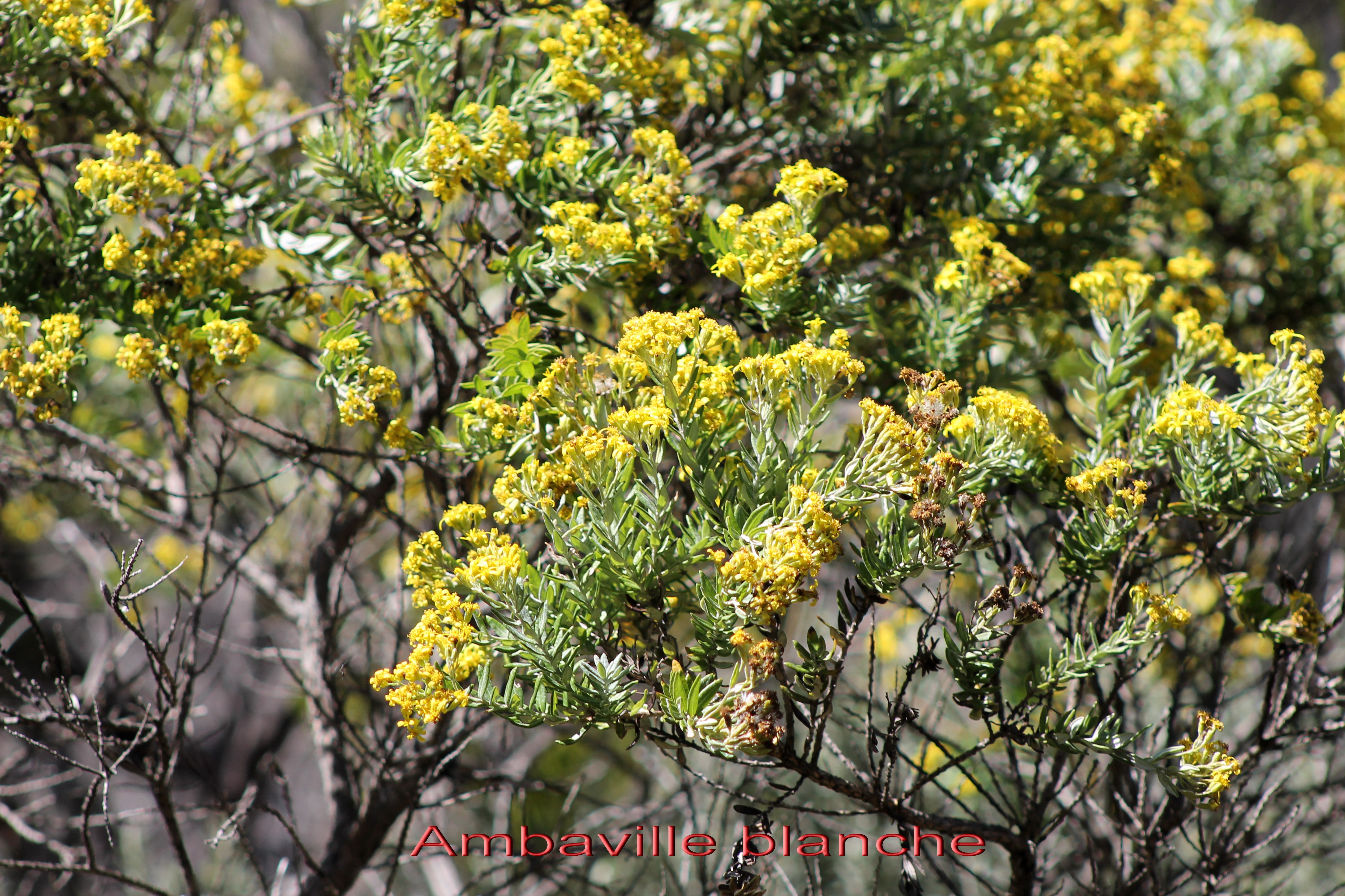 Ambaville blanche- Hubertia tomentosa- Asteracee - B.jpg