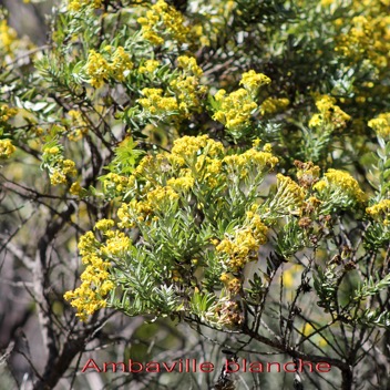 Ambaville blanche- Hubertia tomentosa- Asteracee - B.jpg