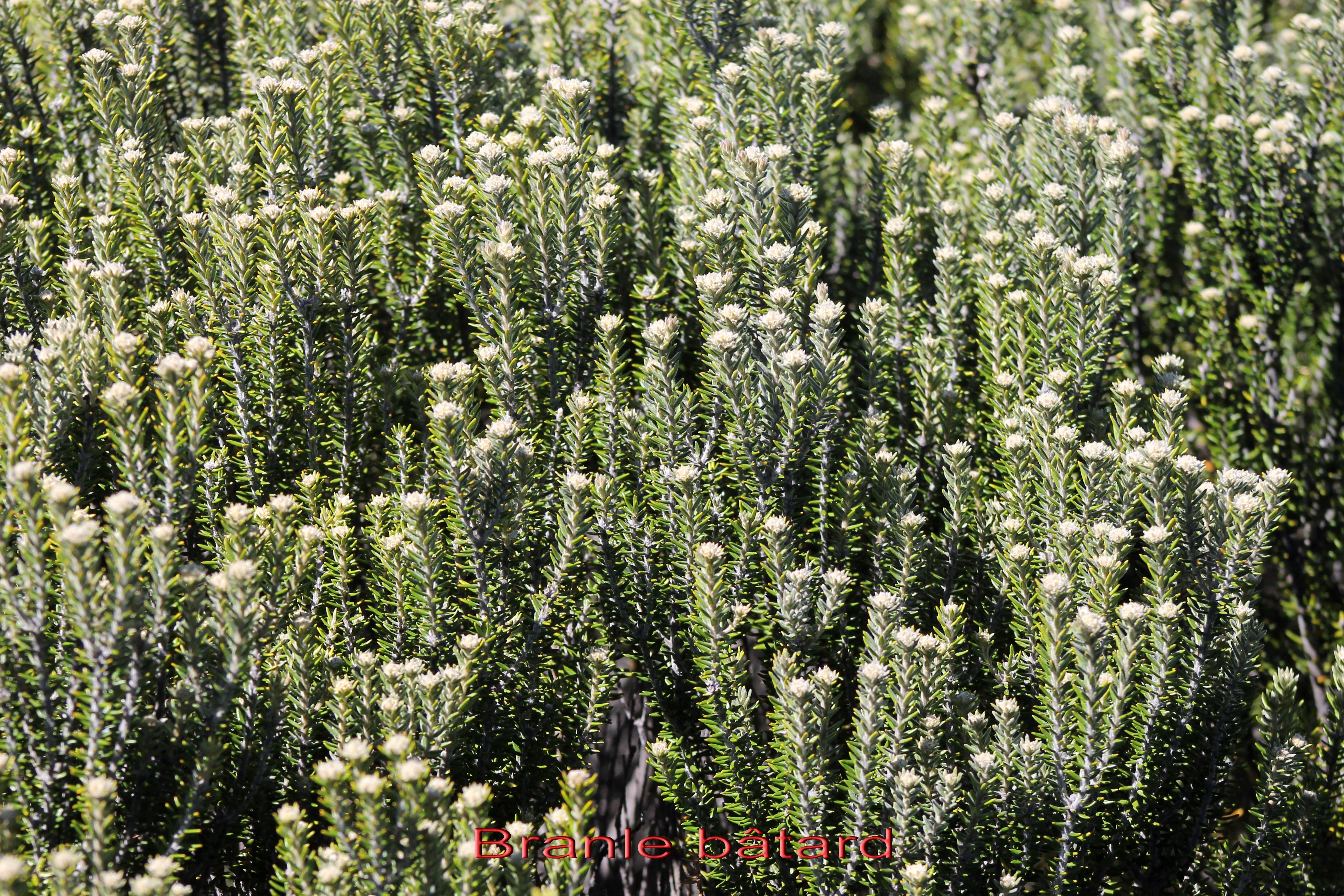 Branle batard- Phylica nitida- Rhamnacee - Masc.jpg