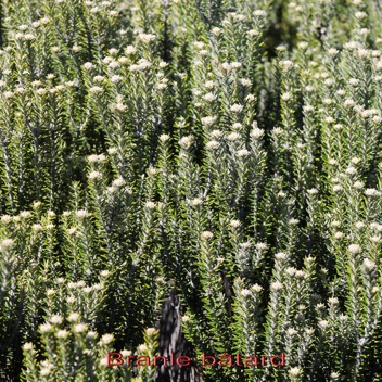 Branle batard- Phylica nitida- Rhamnacee - Masc.jpg