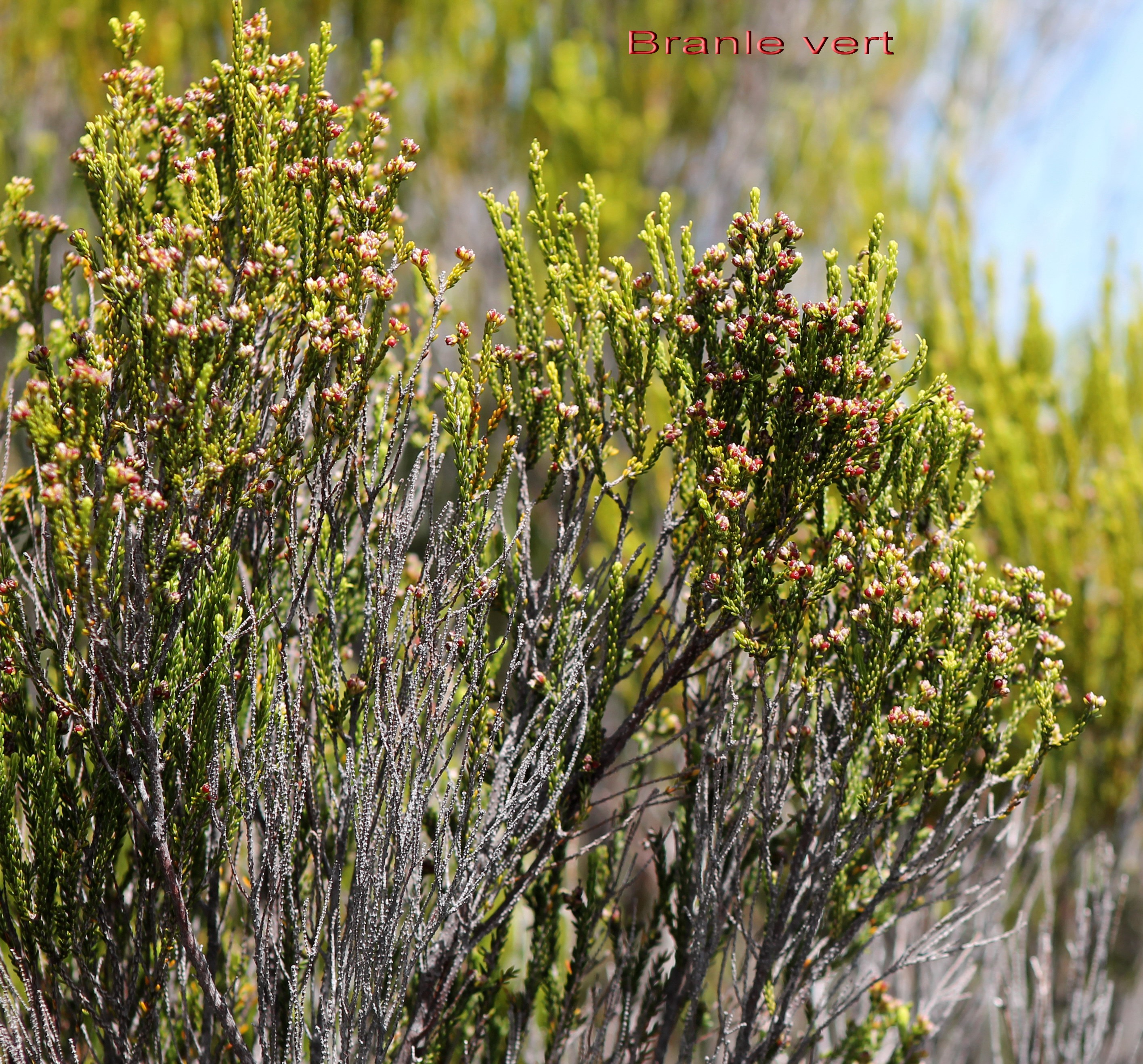 Branle ou brande vert- Erica reunionensis- Ericacee - B.jpg