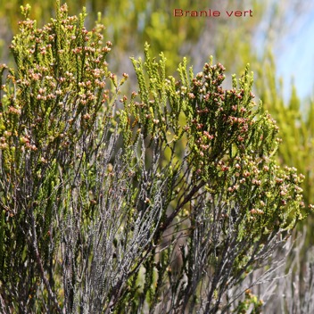 Branle ou brande vert- Erica reunionensis- Ericacee - B.jpg