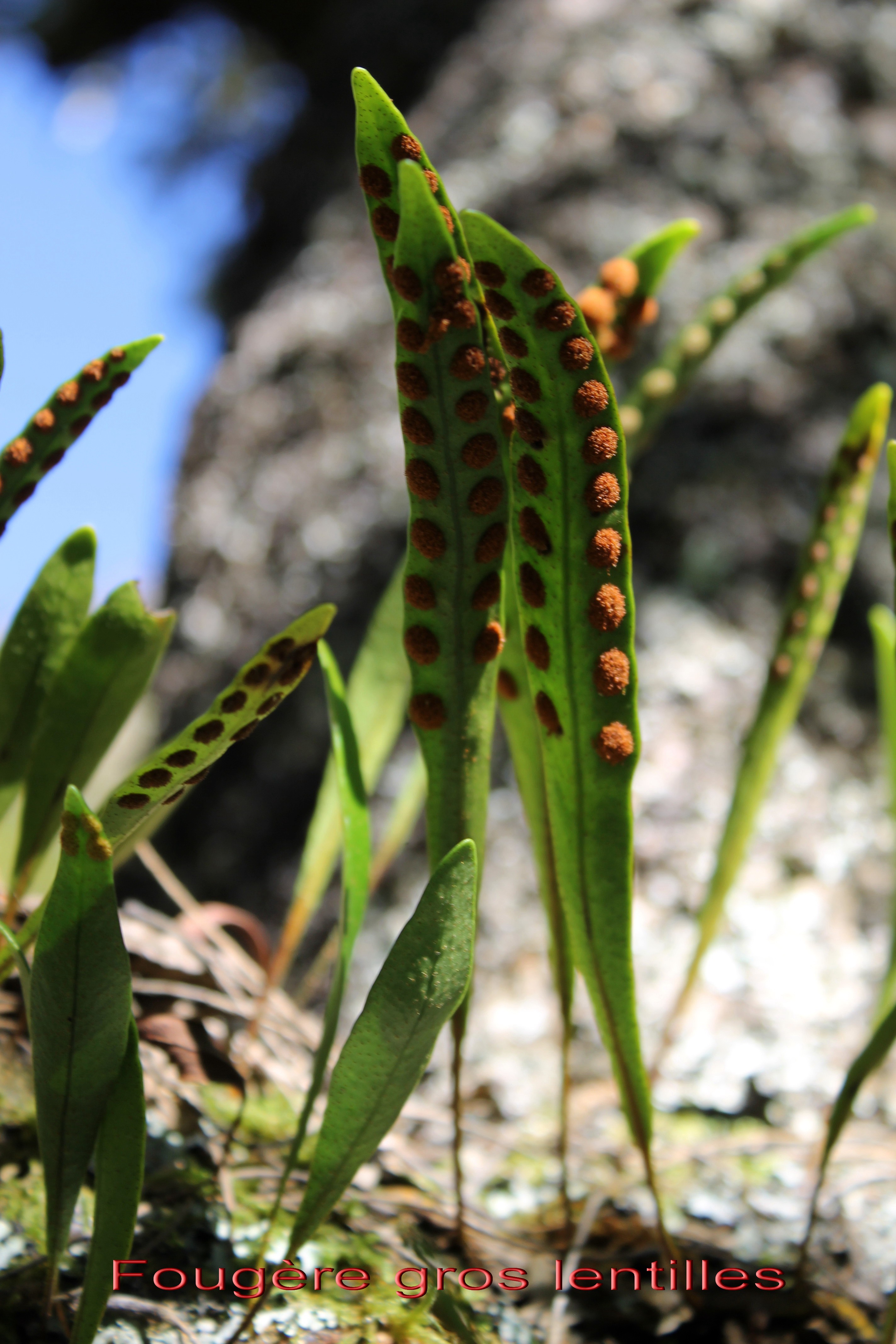 Fougere gros lentilles- Pleopeltis macrocarpa - Polypodacee- I.jpg