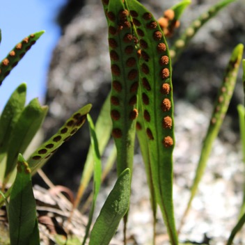 Fougere gros lentilles- Pleopeltis macrocarpa - Polypodacee- I.jpg