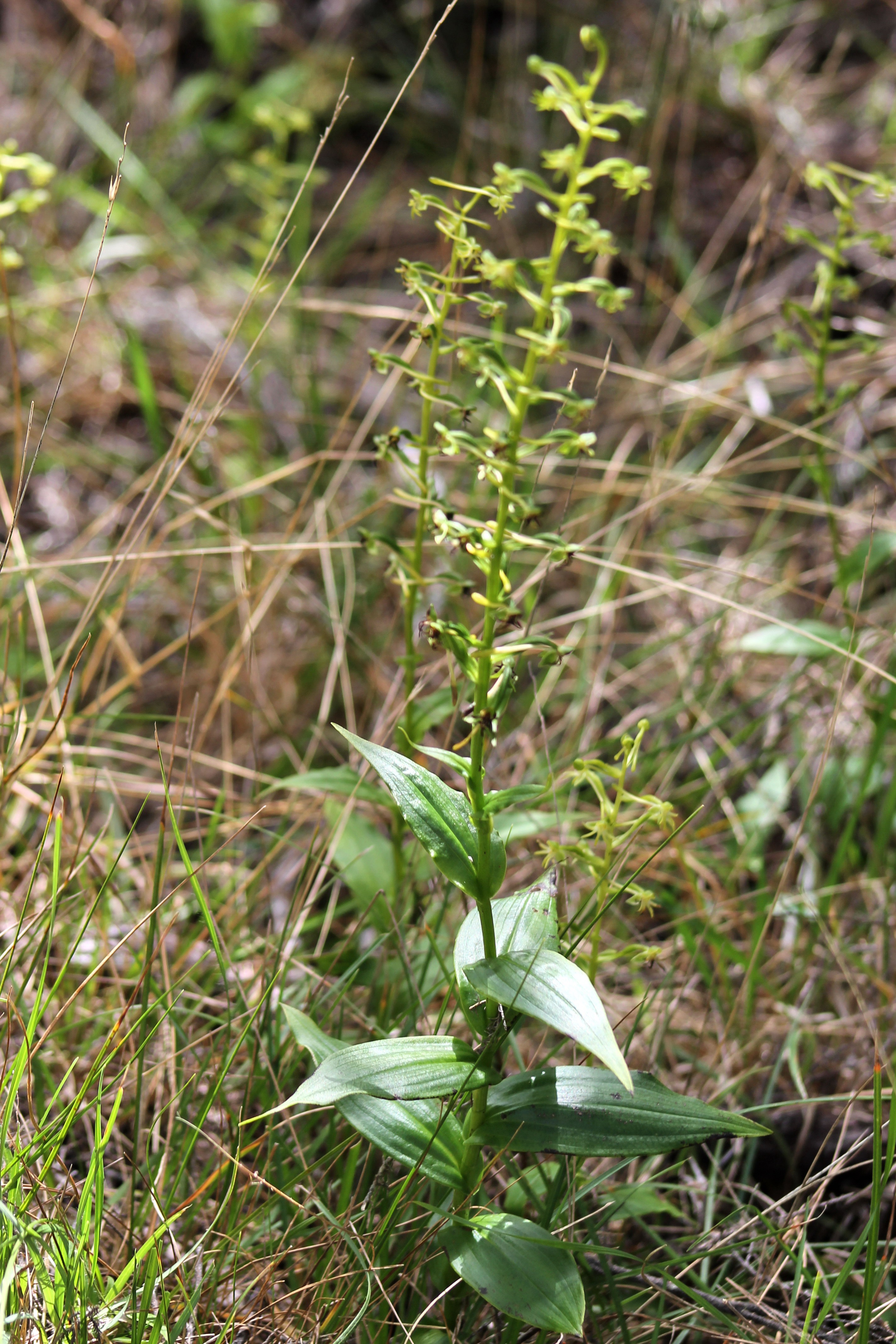 Habenaria chloroleuca- Orchidacee- I.jpg
