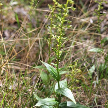 Habenaria chloroleuca- Orchidacee- I.jpg