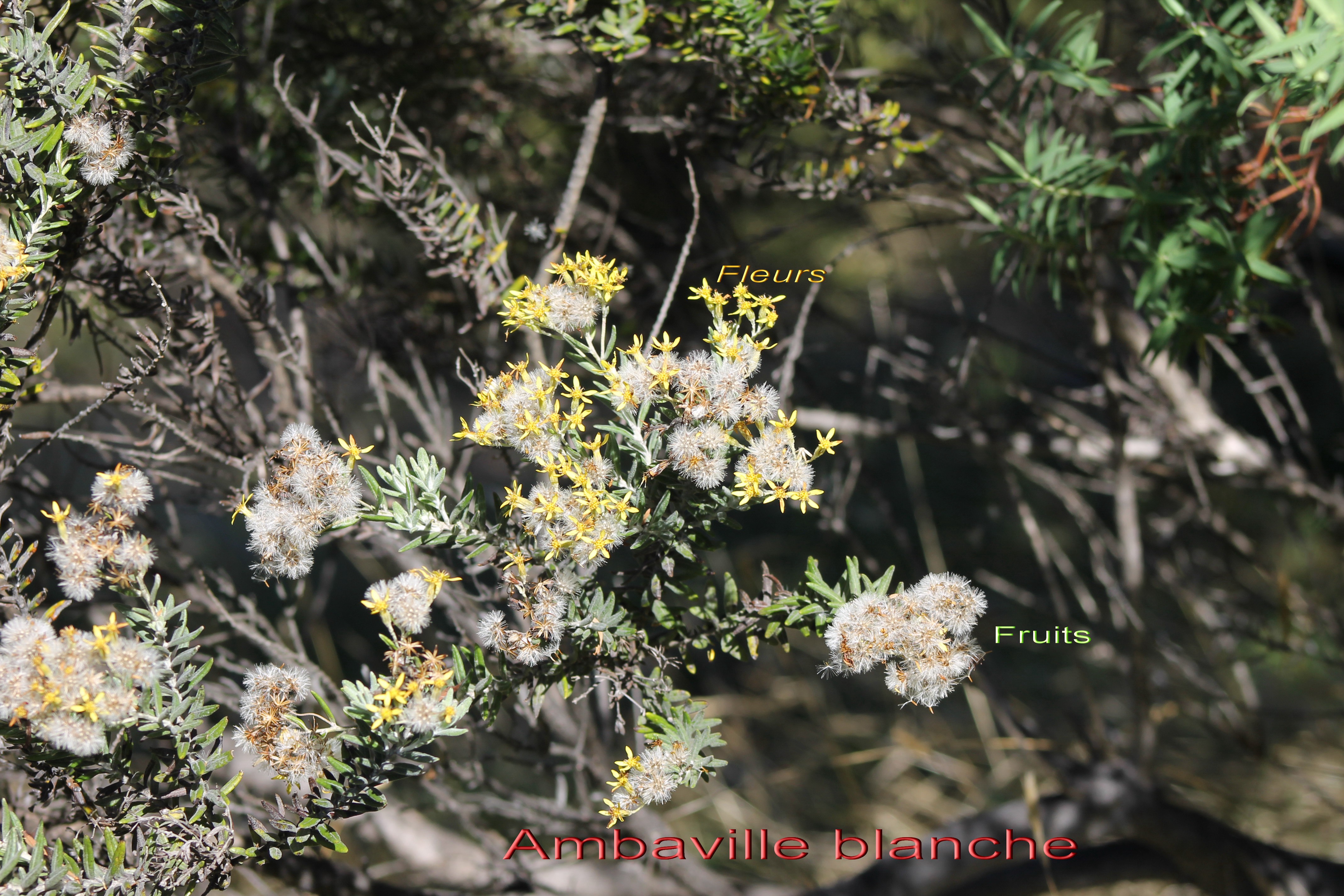 Hubertia tomentosa- Fleurs et fruits.jpg
