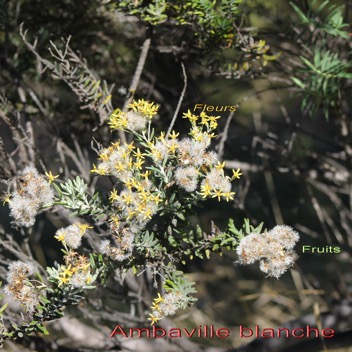 Hubertia tomentosa- Fleurs et fruits.jpg