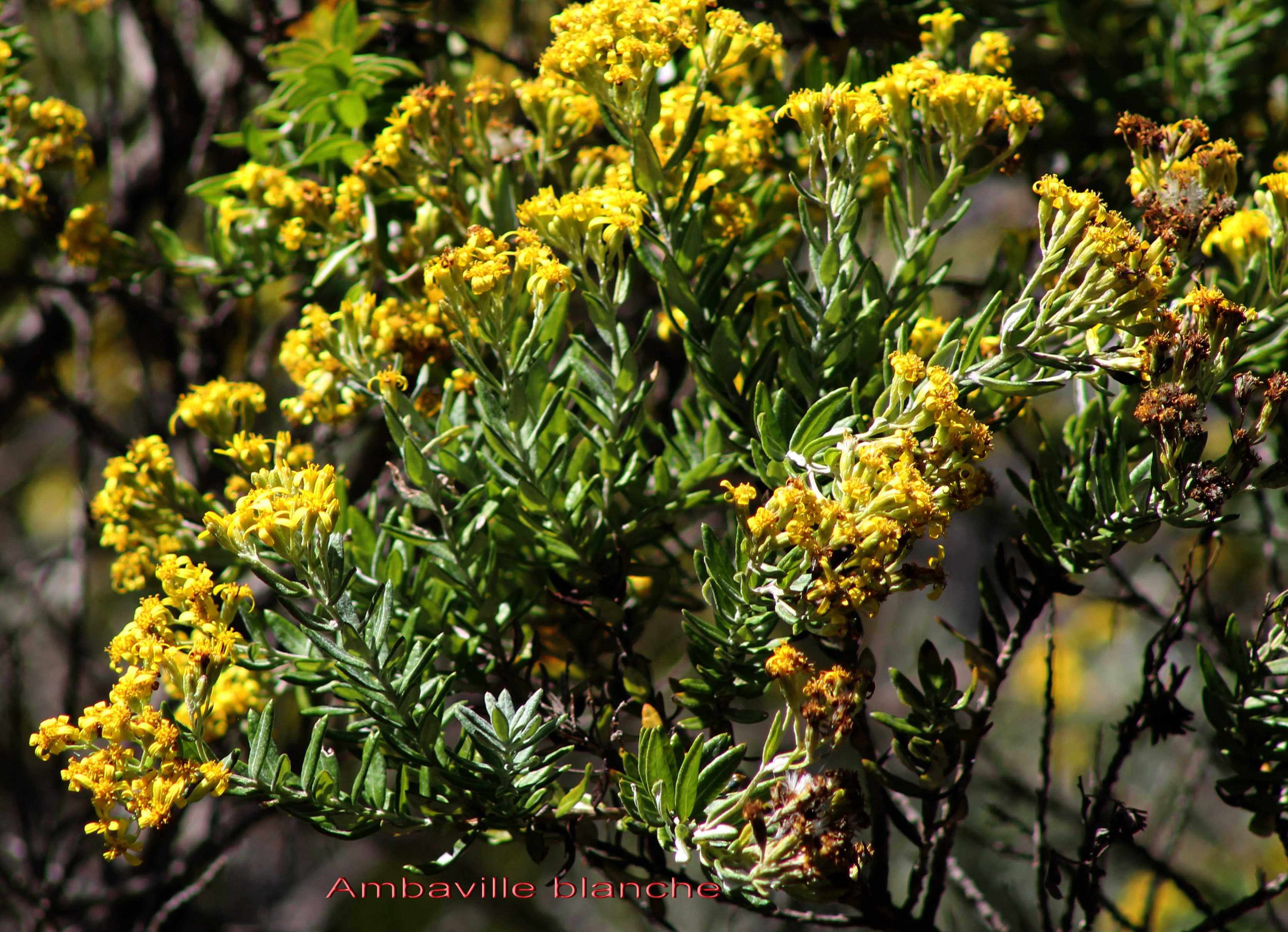 Hubertia tomentosa.jpg