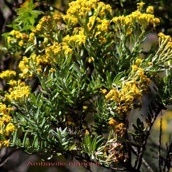 Hubertia tomentosa.jpg