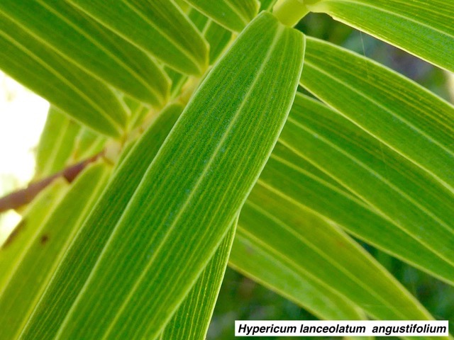 Hypericum lanceolatum  angustifolium .jpeg