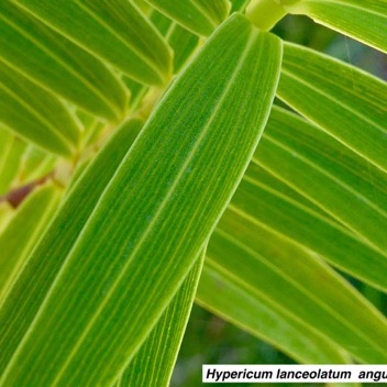 Hypericum lanceolatum  angustifolium .jpeg