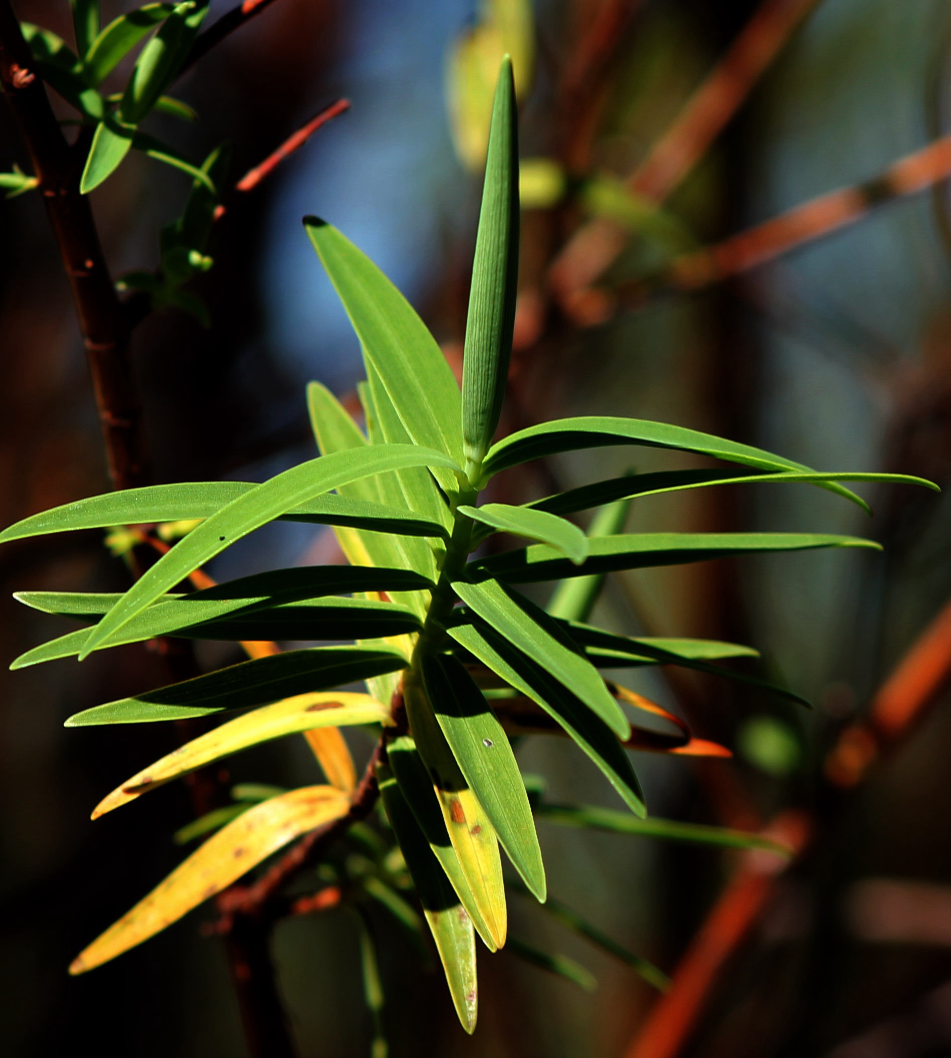 Hypericum lanceolatum angustifolium- Hypericacee- B.jpg