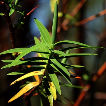 Hypericum lanceolatum angustifolium- Hypericacee- B.jpg