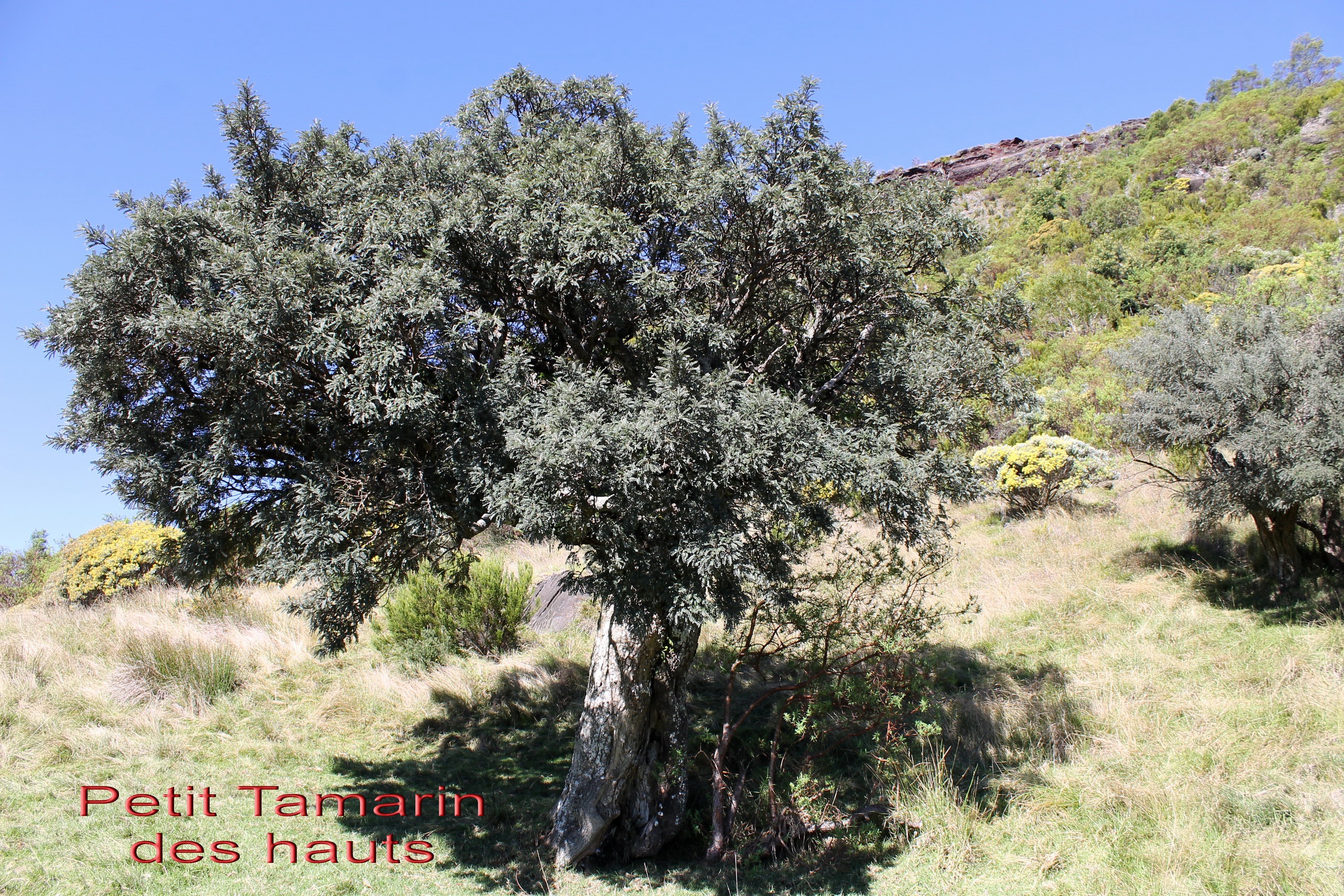 Petit Tamarin des hauts- Sophora denudata- Fabacee - B.jpg