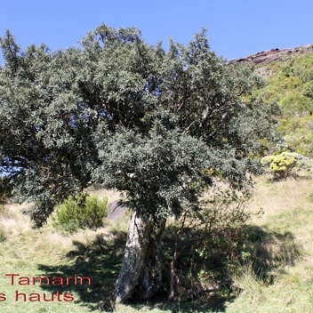 Petit Tamarin des hauts- Sophora denudata- Fabacee - B.jpg
