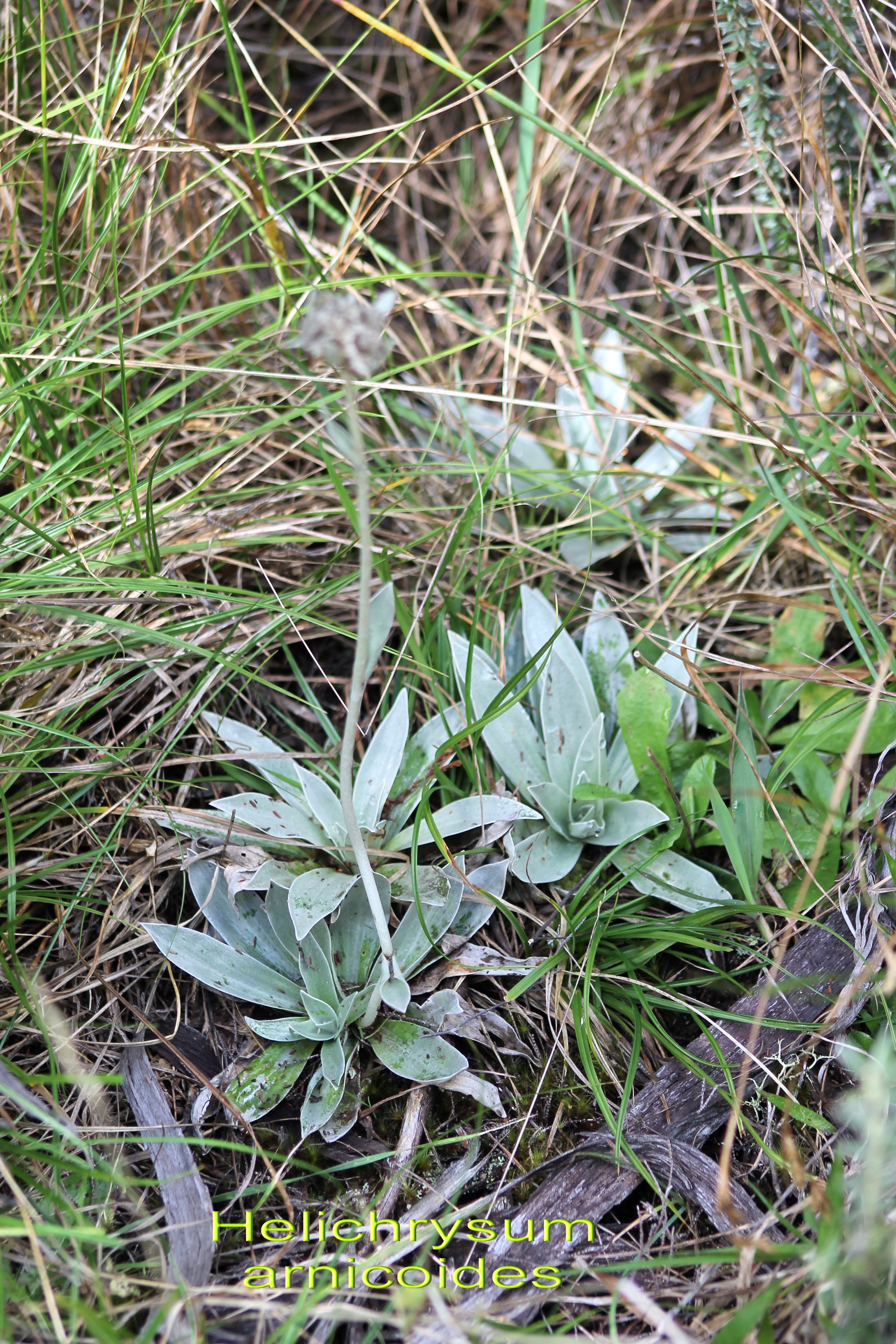 Petit velours blanc- Helichrysum arnicoides- Asteracee - B.jpg