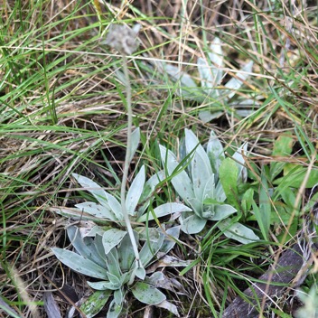 Petit velours blanc- Helichrysum arnicoides- Asteracee - B.jpg