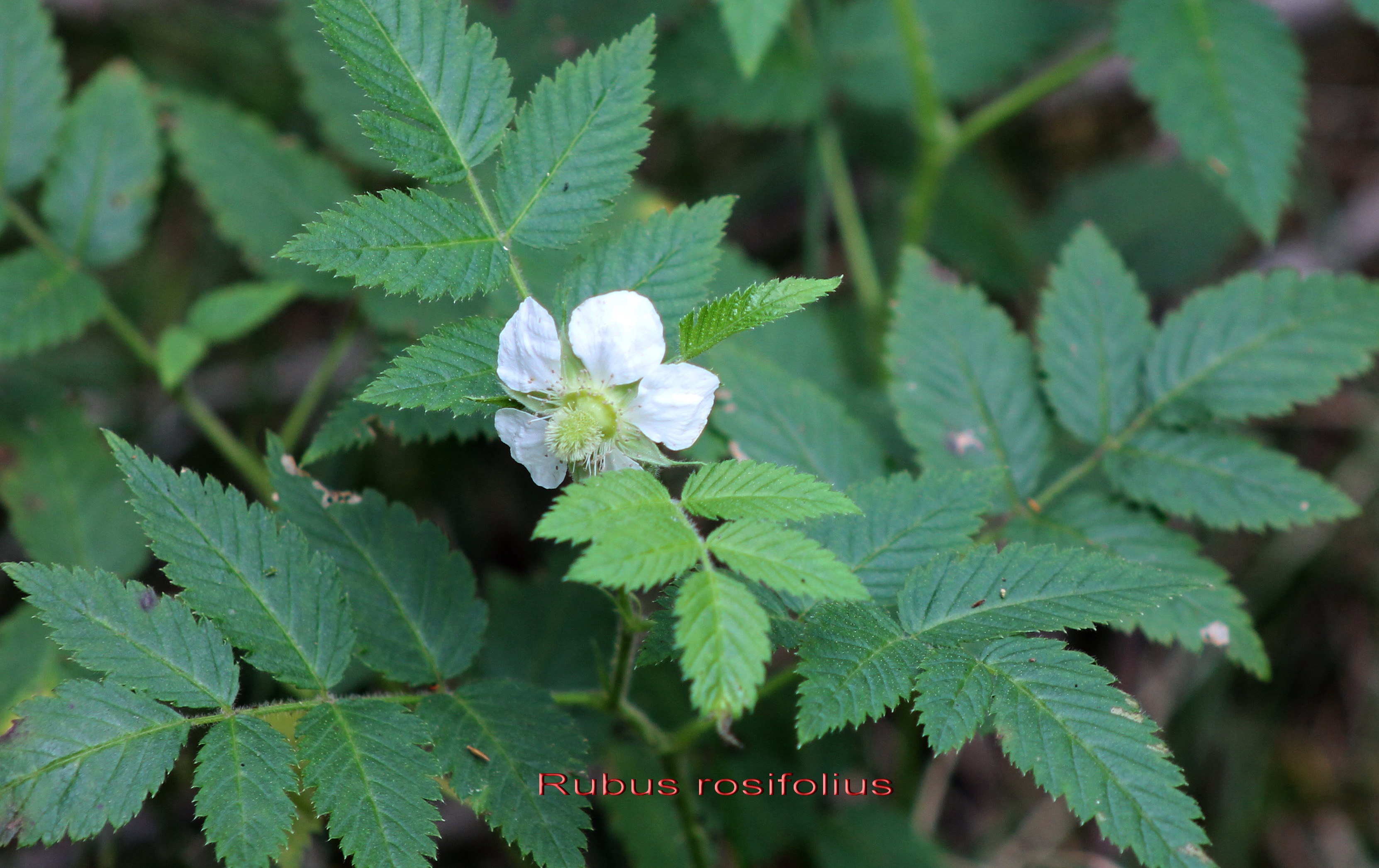 Petite framboise - Rubus rosifolius- Rosacee - exo.jpg