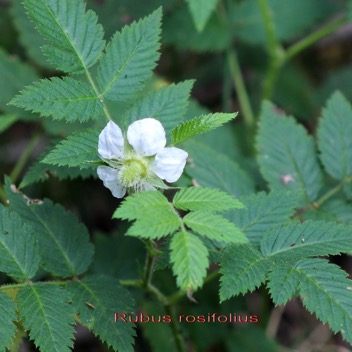 Petite framboise - Rubus rosifolius- Rosacee - exo.jpg