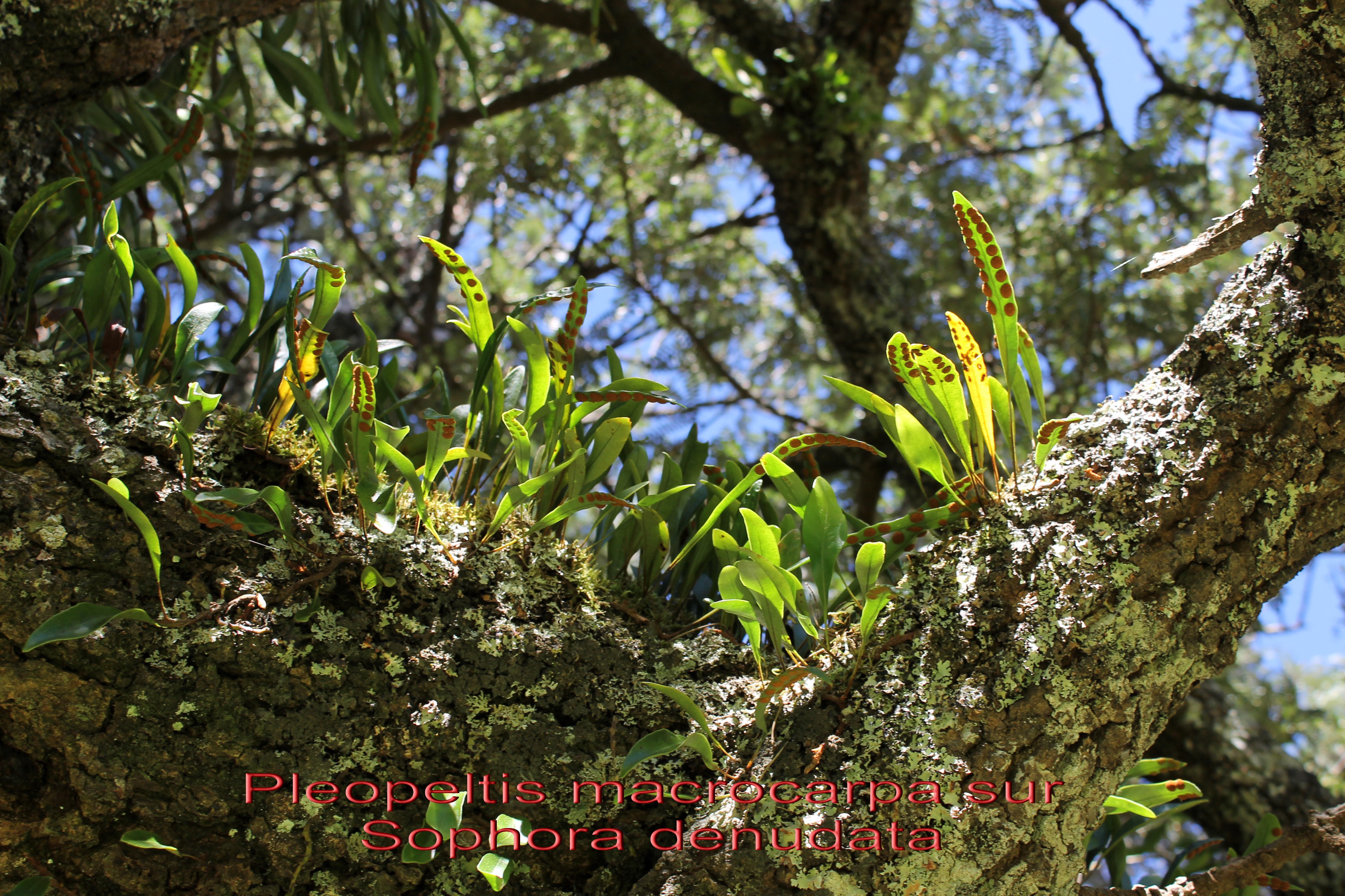 Pleopeltis macrocarpa-PF.jpg