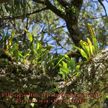 Pleopeltis macrocarpa-PF.jpg