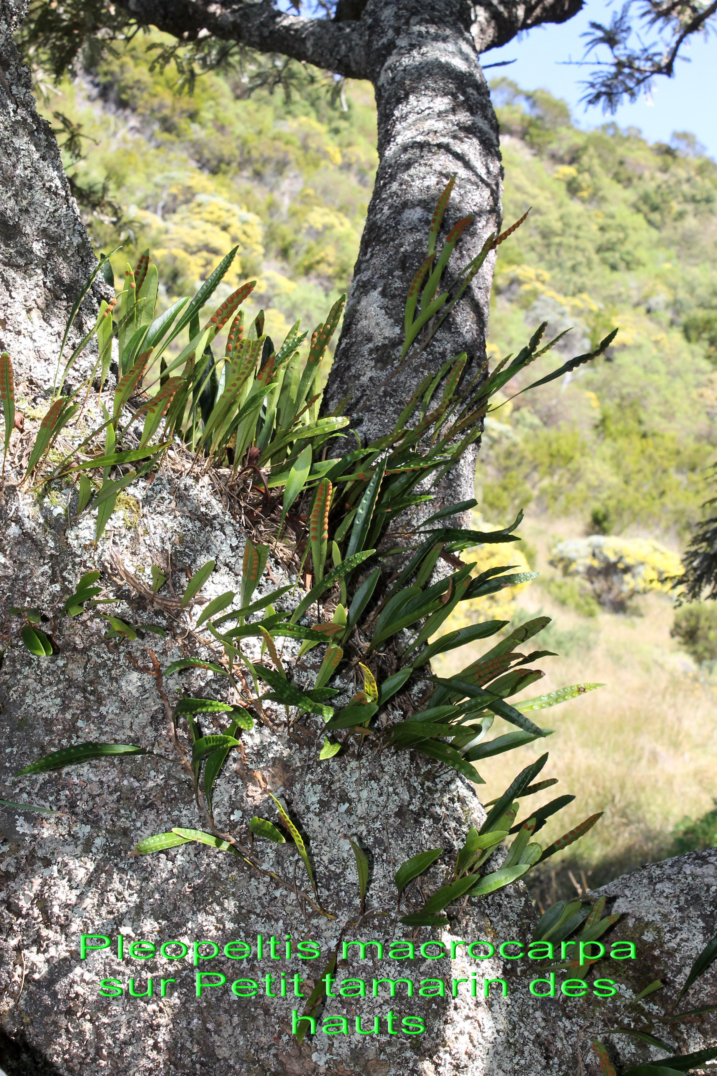 Pleopeltis macrocarpa.jpg
