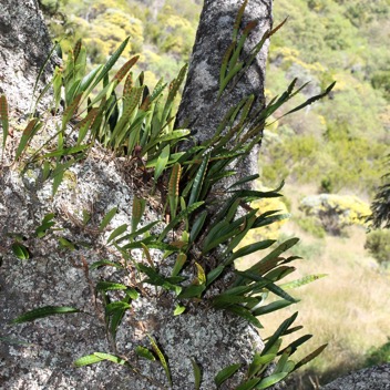 Pleopeltis macrocarpa.jpg
