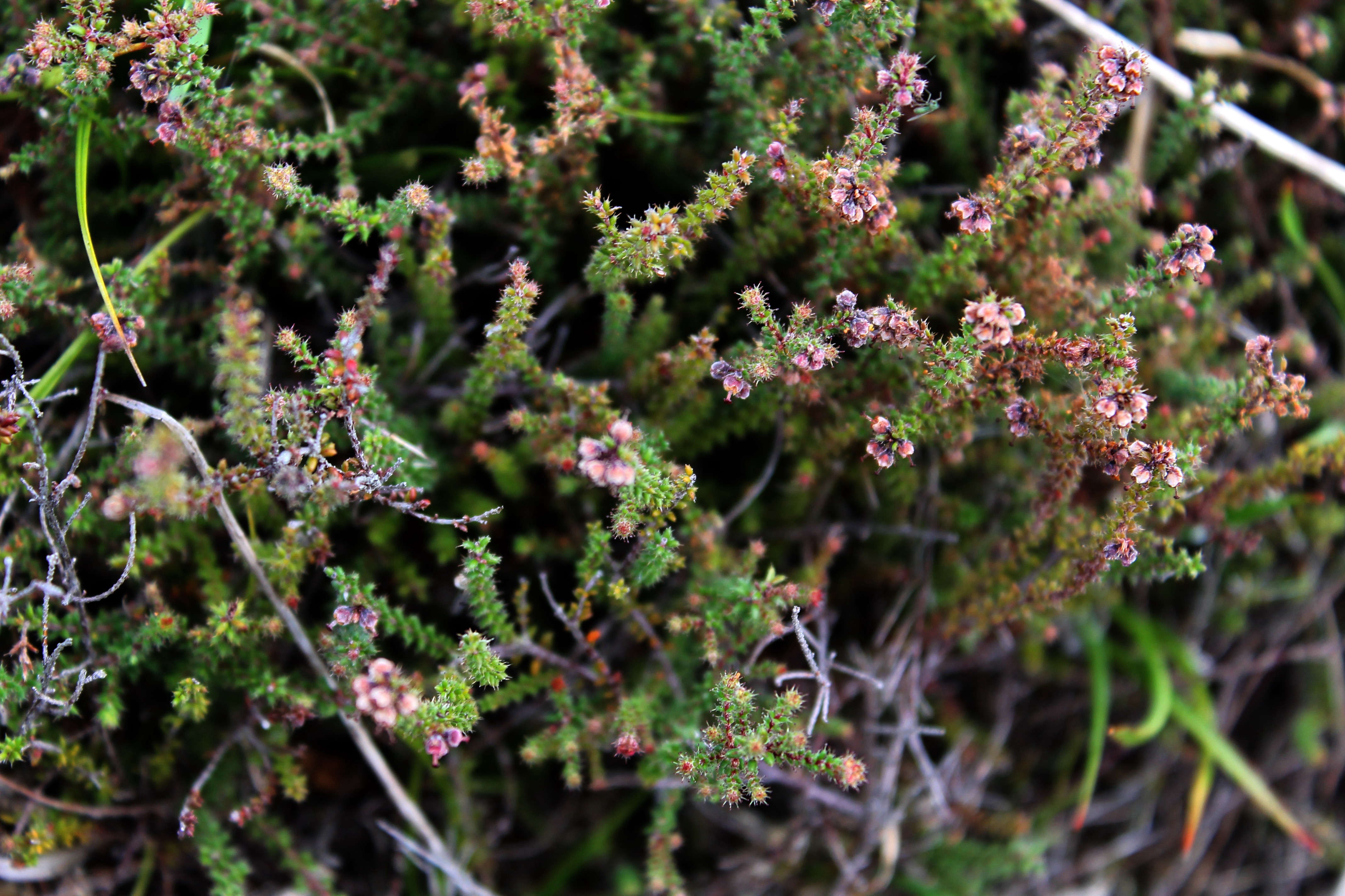 Thym marron- Erica galioides- Ericacee - B.jpg