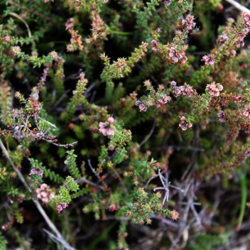 Thym marron- Erica galioides- Ericacee - B.jpg