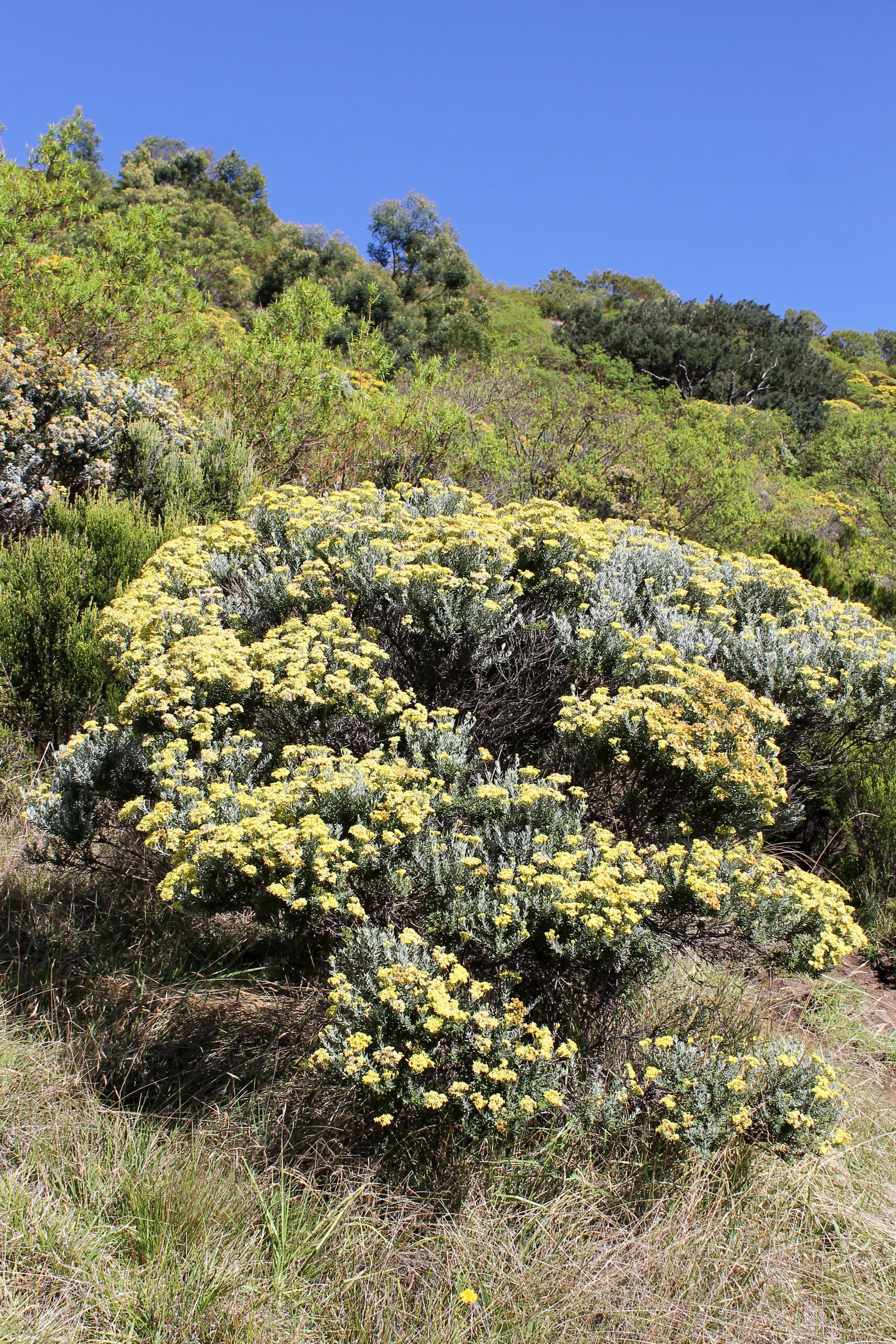 Vegetation ericoide-PF.jpg