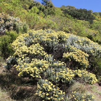 Vegetation ericoide-PF.jpg