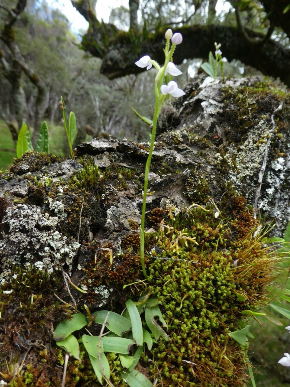 Cynorkis breviplectra ( variante blanche )    ? ?  orchidaceae.endémique Réunion. P1060275.jpeg