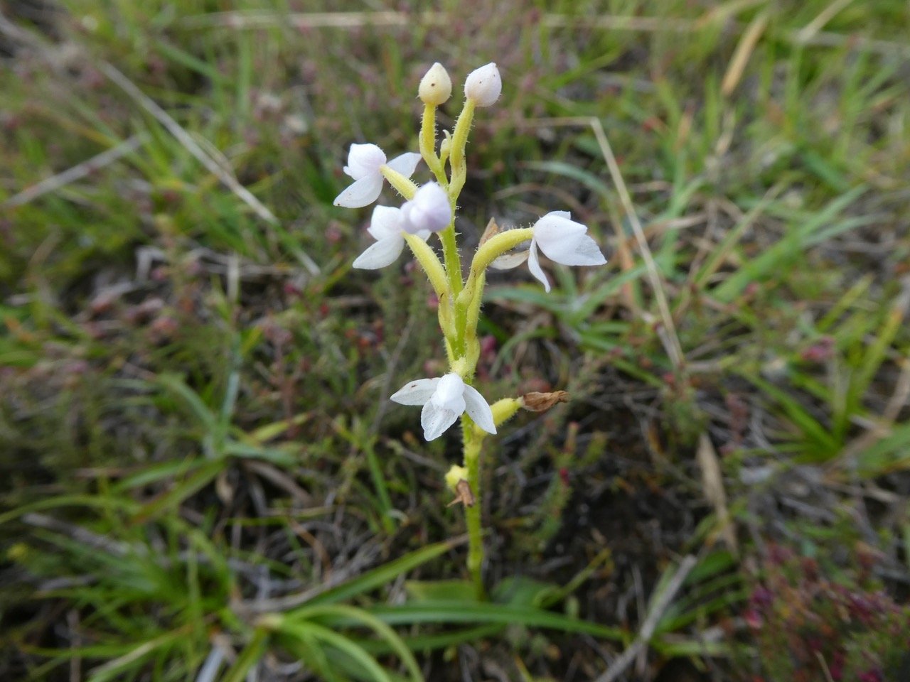 Cynorkis breviplectra ( variante blanche ) ?  orchidaceae.endémique Réunion. P1060381.jpeg