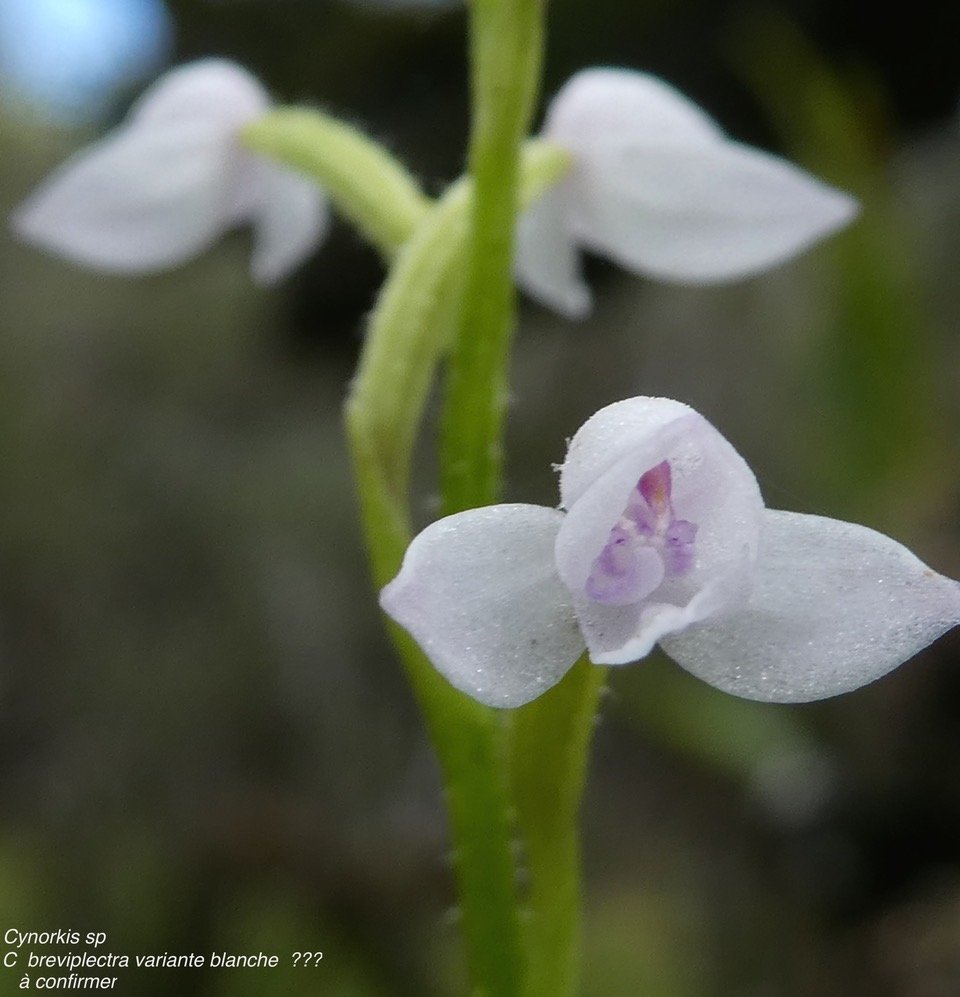Cynorkis breviplectra ( variante blanche ) orchidaceae.endémique Réunion. P1060263.jpeg