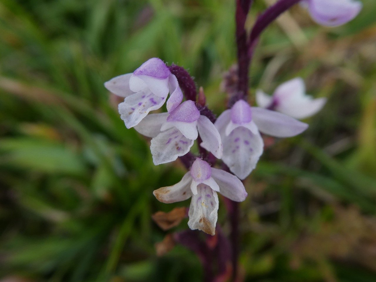 Cynorkis breviplectra ( variante rose ) orchidaceae.endémique Réunion. .jpeg