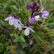 Cynorkis breviplectra ( variante rose ) orchidaceae.endémique Réunion. P1060475.jpeg