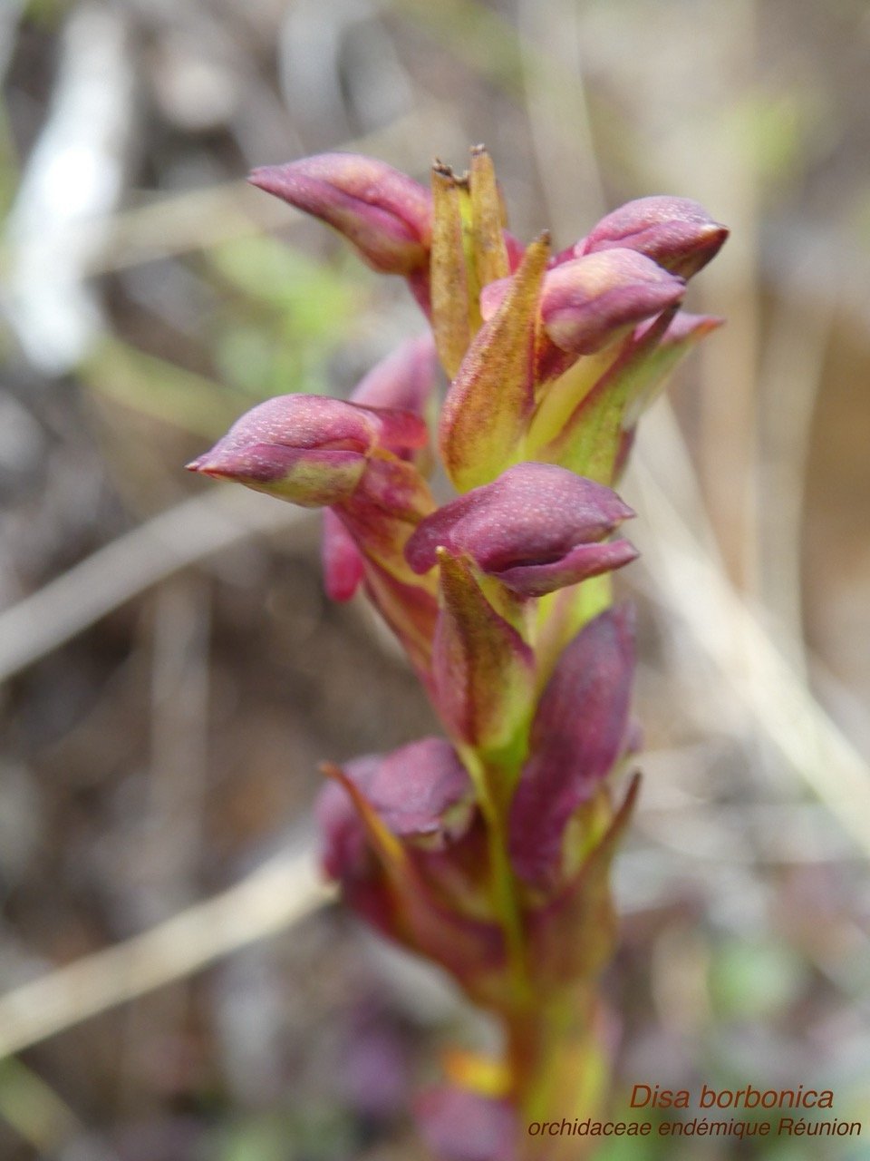 Disa borbonica Balf. f. et S. Moore.orchidaceae.endémique Réunion.  P1060229.jpeg