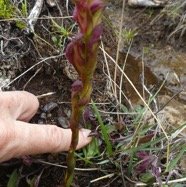 Disa borbonica Balf. f. et S. Moore.orchidaceae.endémique Réunion.  P1060251.jpeg