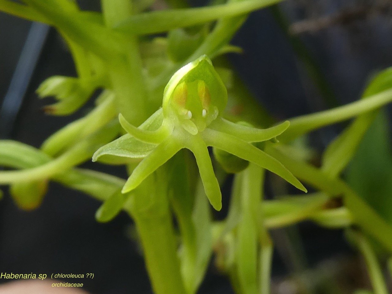 Habenaria Chloroleuca .petit maïs.orchidaceae.indigène Réunion. P1060138.jpeg
