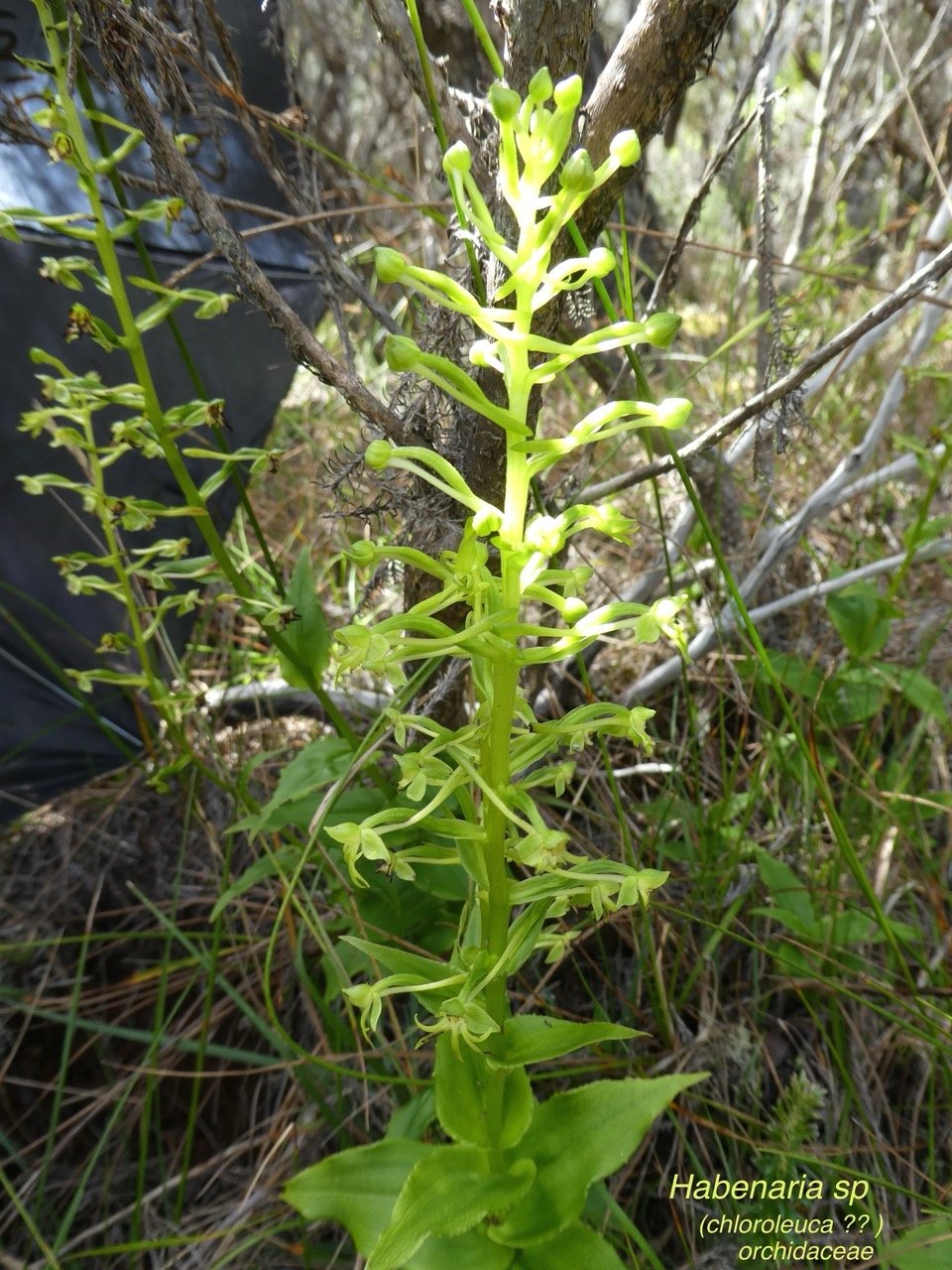 Habenaria Chloroleuca .petit maïs.orchidaceae.indigène Réunion. P1060142.jpeg