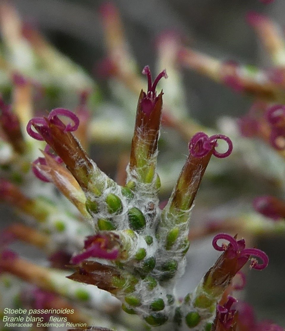 Stoebe passerinoides.branle blanc.asteraceae.endémique Réunion. P1060698.jpeg