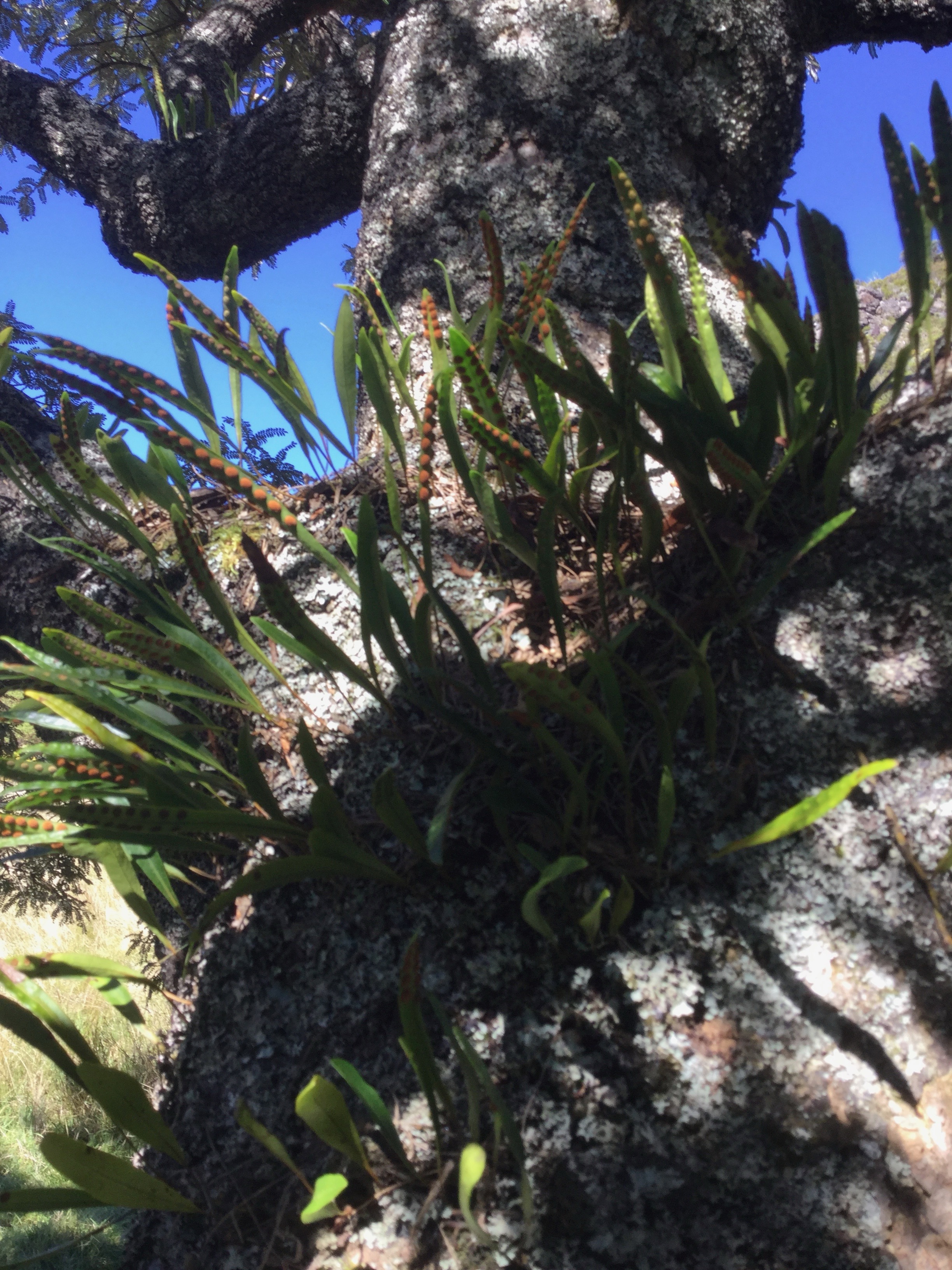 1 Pleopeltis macrocarpa - Fougere gros lentilles - Polypodiaceae - Indigene La Reunion.jpg