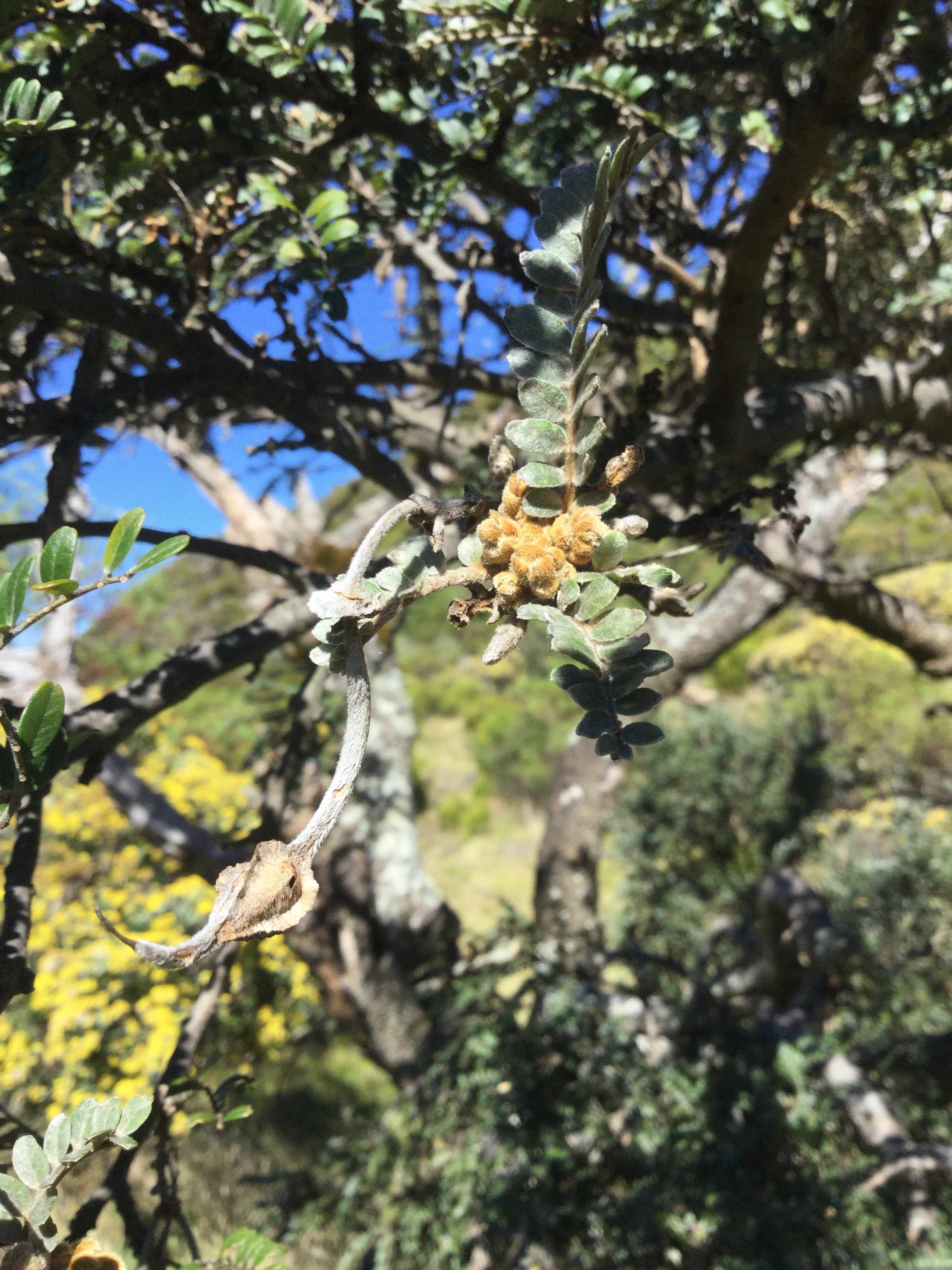 2 Sophora denudata - Petit tamarin des hauts - Fabacee - Endemique bourgeons.jpg