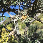 2 Sophora denudata - Petit tamarin des hauts - Fabacee - Endemique bourgeons.jpg