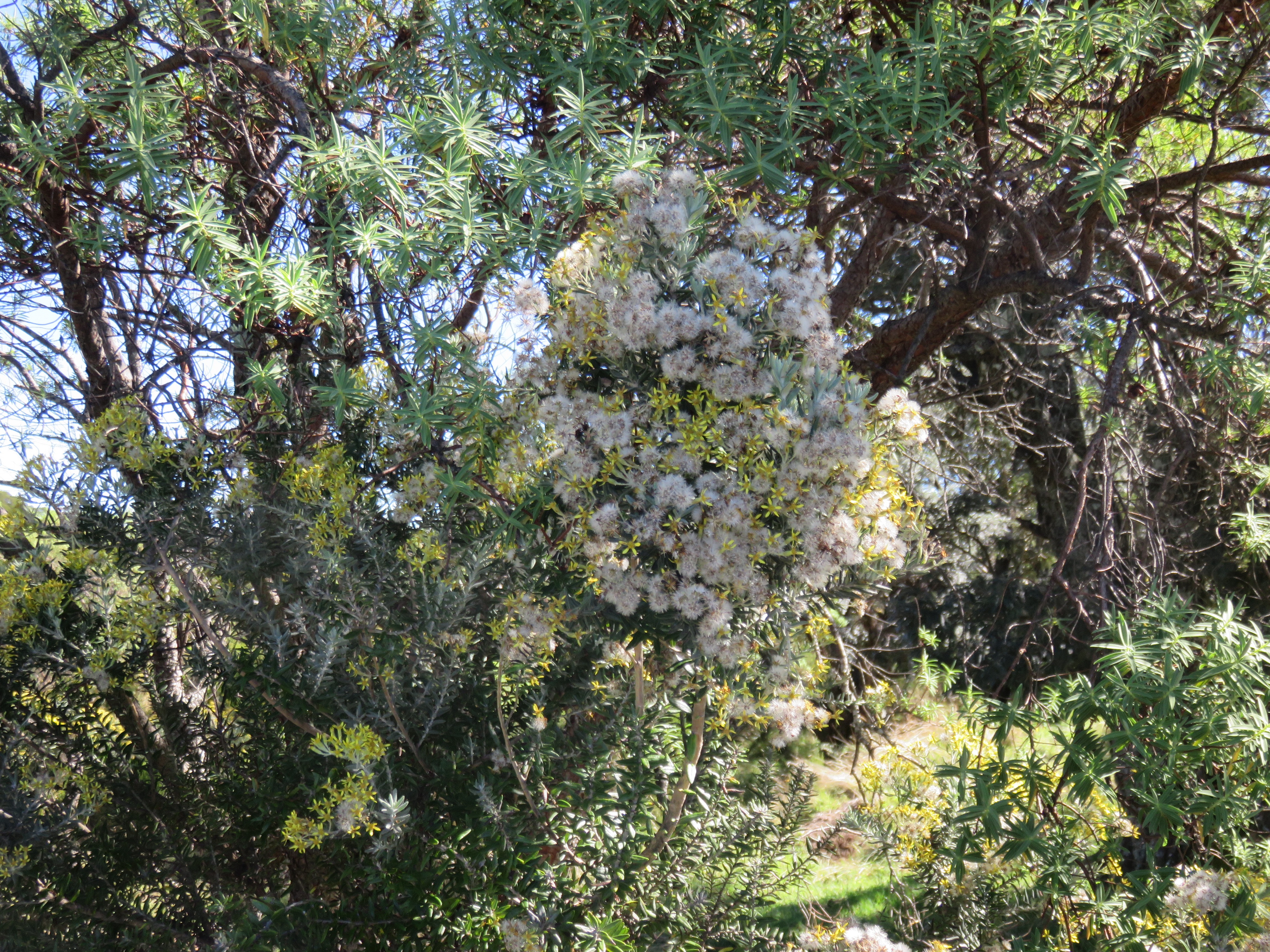 3 Hubertia tomentosa - Ambaville blanche- Asteracee - B.jpg