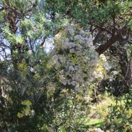 3 Hubertia tomentosa - Ambaville blanche- Asteracee - B.jpg