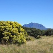 7 Le Piton des Neiges.jpg