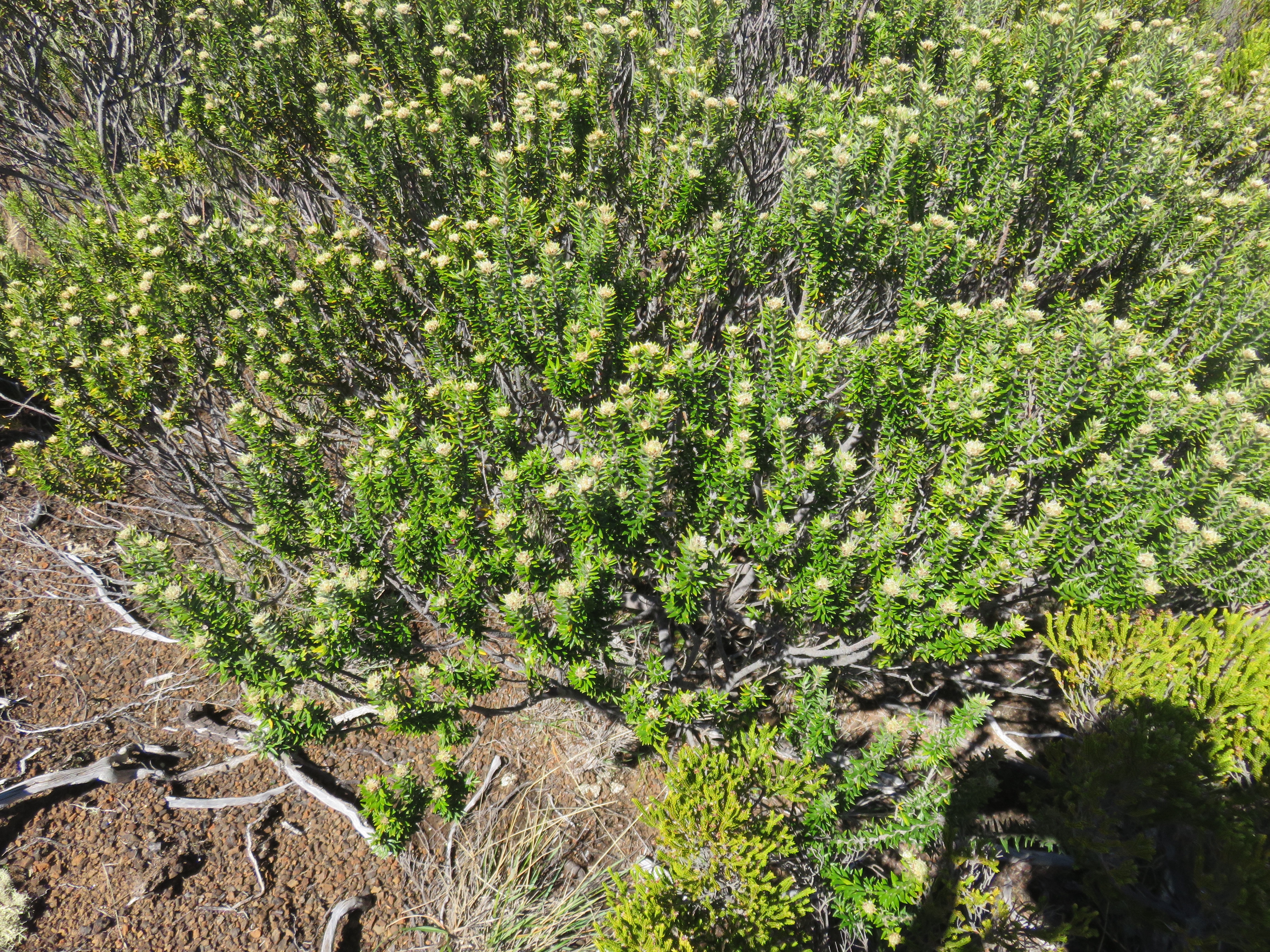 10 Phylica nitida -  Ambaville batard - Rhamnaceae - B M.jpg