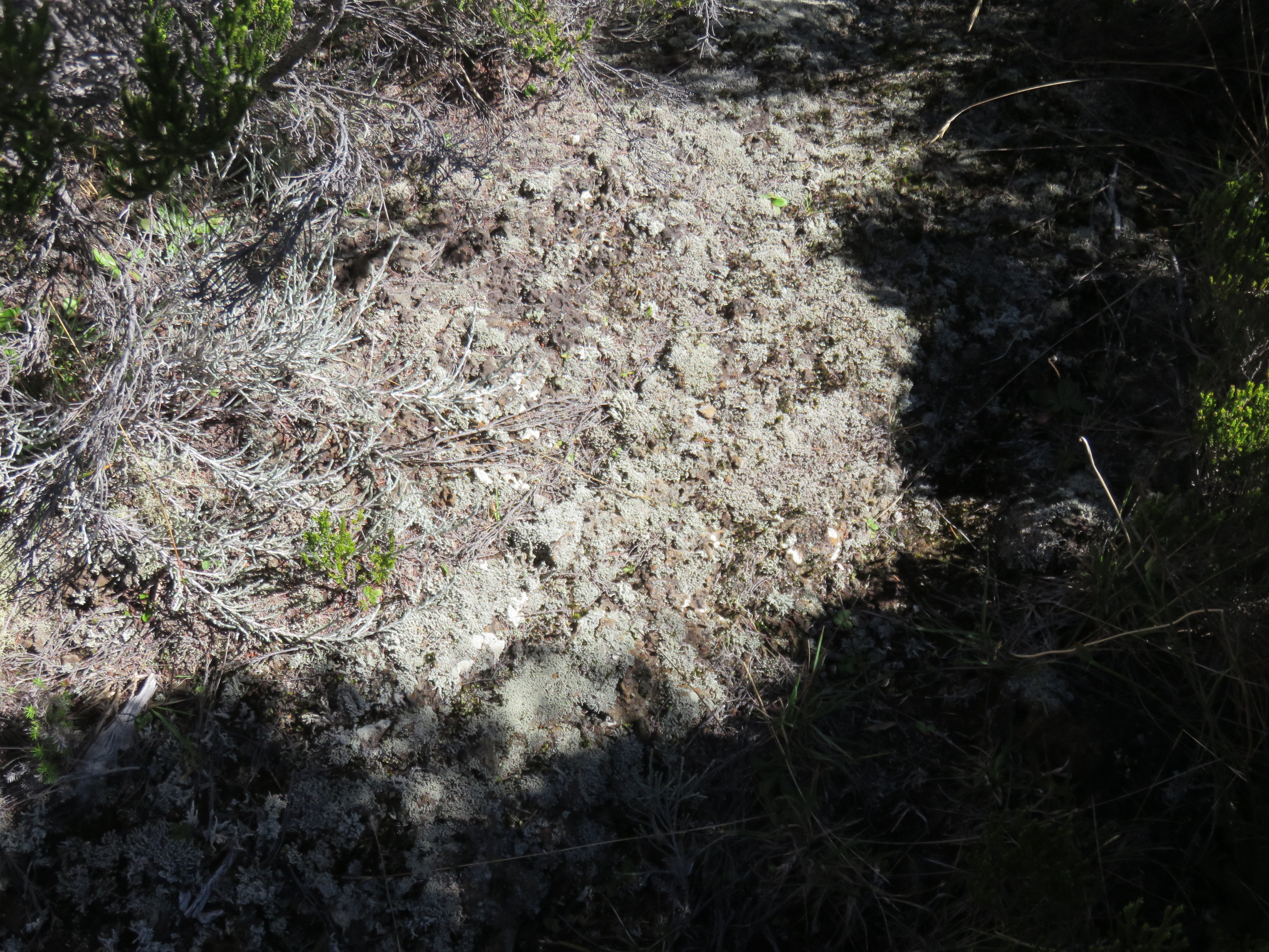 11 Fleur de roche.jpg